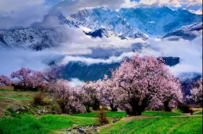 西藏携氧赏桃花
